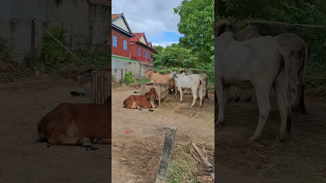 Silk Island Cycling Tour #countrymusic #guitar