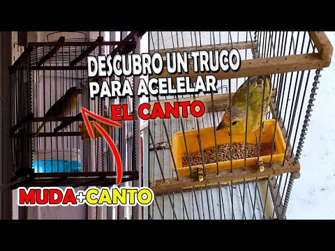 Como hacer cantar un pajaro estando en muda ¡Creando paradigmas!