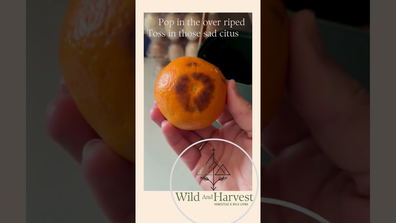 Trash to treasure 🐓➡️🥚 Nothing wasted on the homestead!