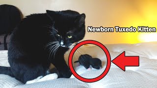 Newborn Tuxedo Kitten Meowing Loudly for Dad Cat l CrazyCatish