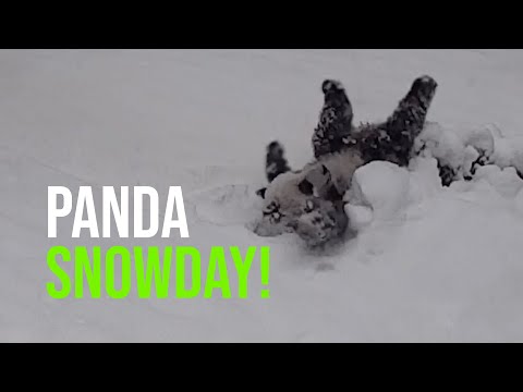 Video: Pet Scoop: Pas levo na železniški postaji S kovček, Panda ljubi svoj prvi snežni dan