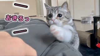 朝ご飯は用意したのに二度寝を許してくれない猫…