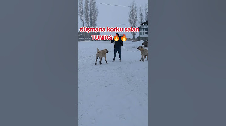 Karşıdaki çok korktu  #kangal #köpek #keşfet #yunuseldemir #music #korku #düşman