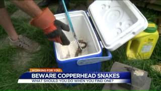 WATCH: Copperhead snakes seem to be everywhere in Central Virginia What To Do If You See A Copperhead In Central Virginia