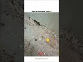 Super Fast Information Transfer Desi Style Full Funny Video 😂 #shorts
