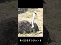 ダチョウのあくび #shorts
