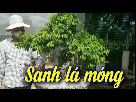 SH.5291. Cây Sanh