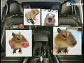 Dirigino meu carro bibi