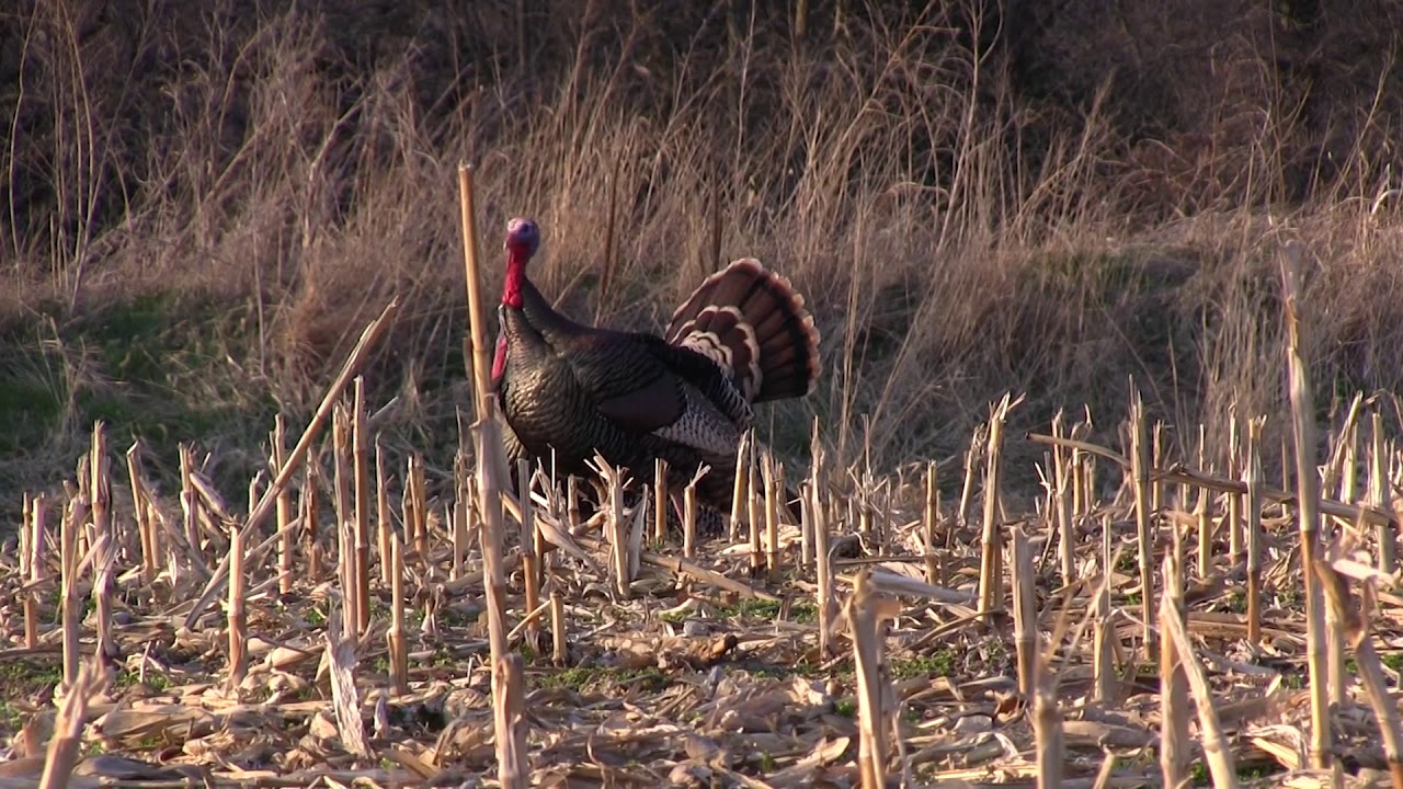 An Early Season Nebraska Turkey Hunt YouTube
