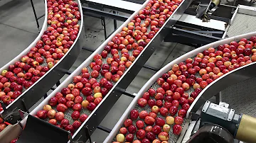 Do I need to wash bagged apples?