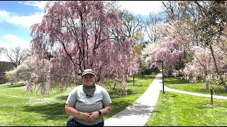 Lunchtime Tour: The Flowering Cherry Collection