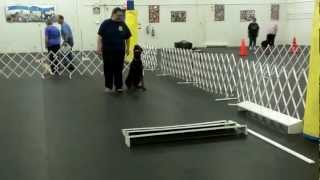 CKC Practice CDX - Broad Jump 1/3