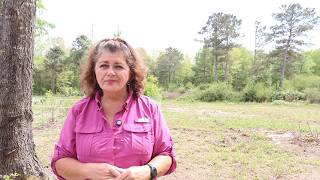 HOA Rant!  DIY Tomato Plant Booster Solution & Comfrey Planting Update