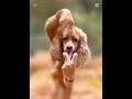 横揺れダンス #犬ダンス #犬 #pet #aiダンス #dogdance #横揺れ