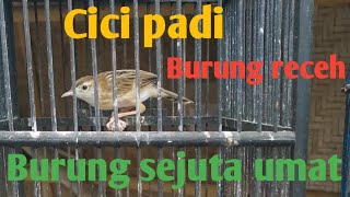 cici Padi lagi belajar kicau