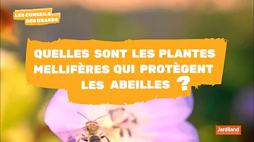 Quelles sont les plantes mellifères ?