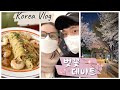 [브이로그] 외국인 아내와 함께 벚꽃 데이트. 일상 브이로그