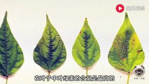 為什麼春天樹葉是綠色，秋天卻變黃色？看完長見識了 - 天天要聞