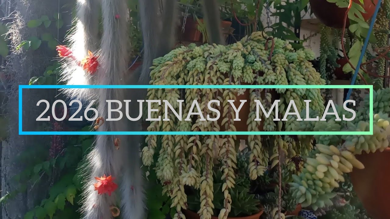 CACTUS COLADEMONONIS/SUCULENTAS QUEMADAS #lasplantasdegeral #cactusysuculentas #colademono #jardin 