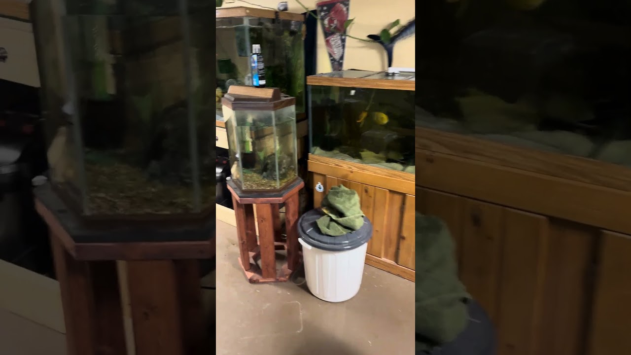 300 Gallon pond #ytshorts #fish #aquarium #fyp #happyplaceaquatics