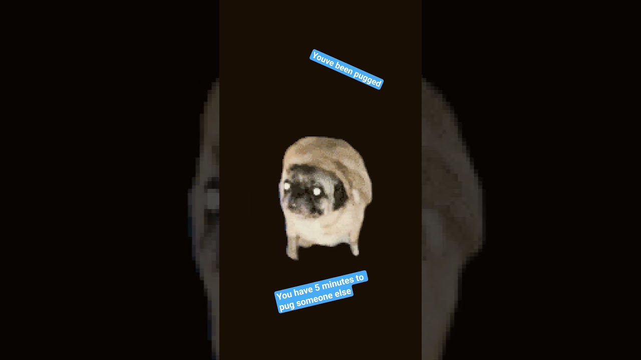 pug - YouTube