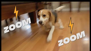Cute beagle has the zoomies