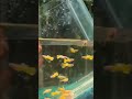 new exotic guppy fishes bought - புது எக்ஸாட்டிக் கப்பி மீன் வாங்கியாச்சு