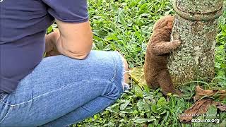 Baby sloth Frankie learning to poo - 10\/24\/23 - SlothTV playground cam via explore.org