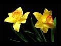 ABC TV | How To Make Daffodils Paper Flower From Crepe Paper - Craft Tutorial