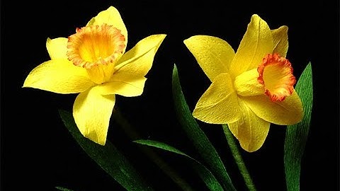 ABC TV | How To Make Daffodils Paper Flower From Crepe Paper - Craft Tutorial