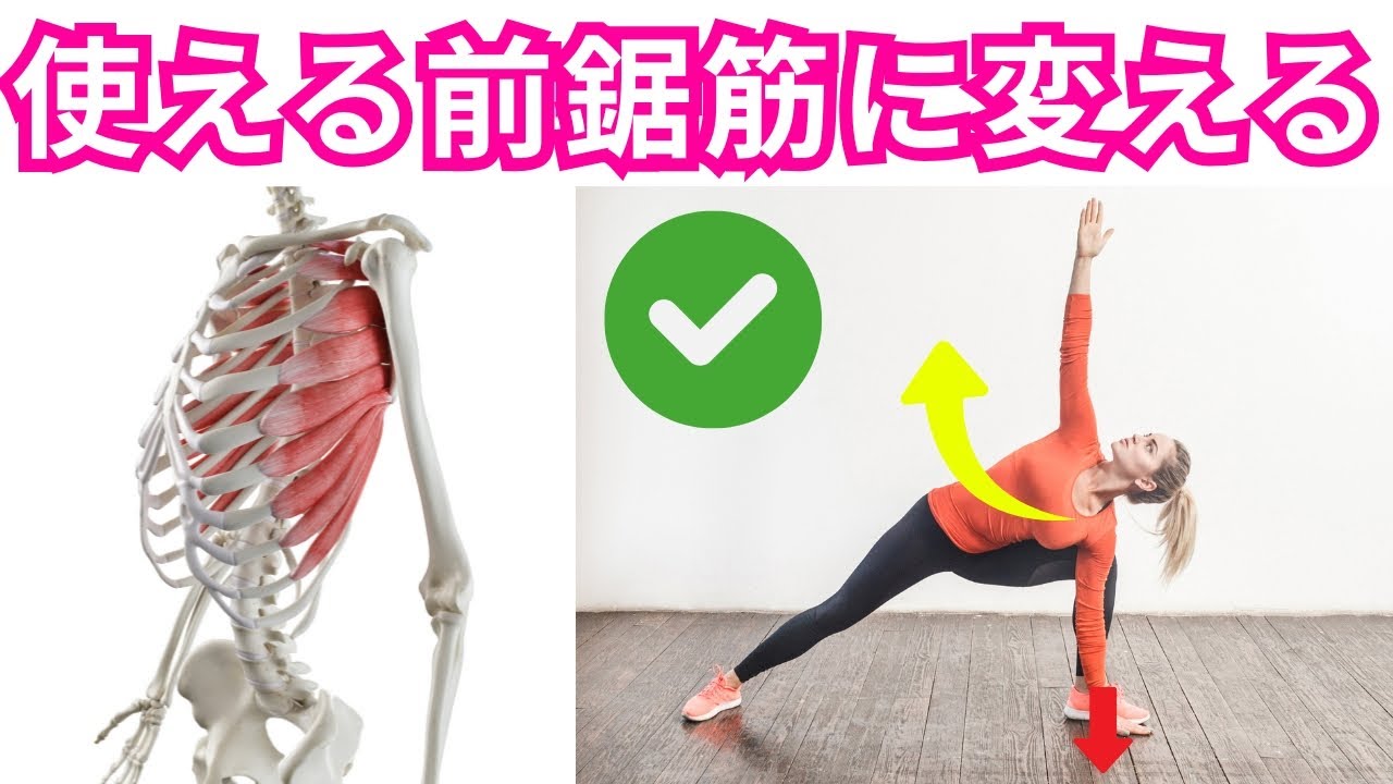【前鋸筋の運動療法】前鋸筋を「鍛える」から「使える」に変えるための２つのステップ！肩甲骨・胸郭のポジションを工夫した前鋸筋の運動療法・ピラティスを解説！【運動療法/ピラティス/前鋸筋】