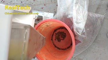 mung bean color sorter