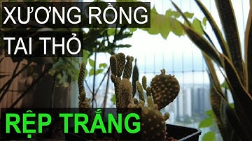XỮ LÝ CÂY XƯƠNG RỒNG TAI THỎ BỊ RỆP TRẮNG