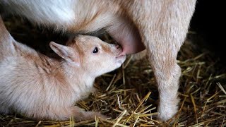 $0 Feed Hack! I Doubled My Goat’s Weight Fast 🐐🔥