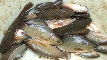 Câu Cá Rô Đồng Câu Mùa Này Cá Ăn Thấy Ham Toàn Cá Rô Đồng To Và Thành Quả.