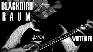 Blackbird Raum // Whitebled (Session) | Mouser chords