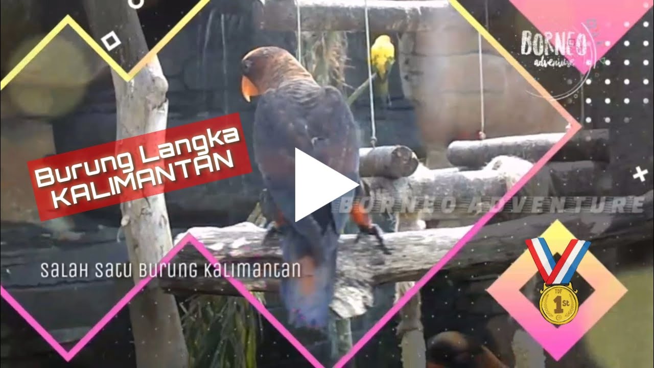 Burung Langka Kalimantan Youtube