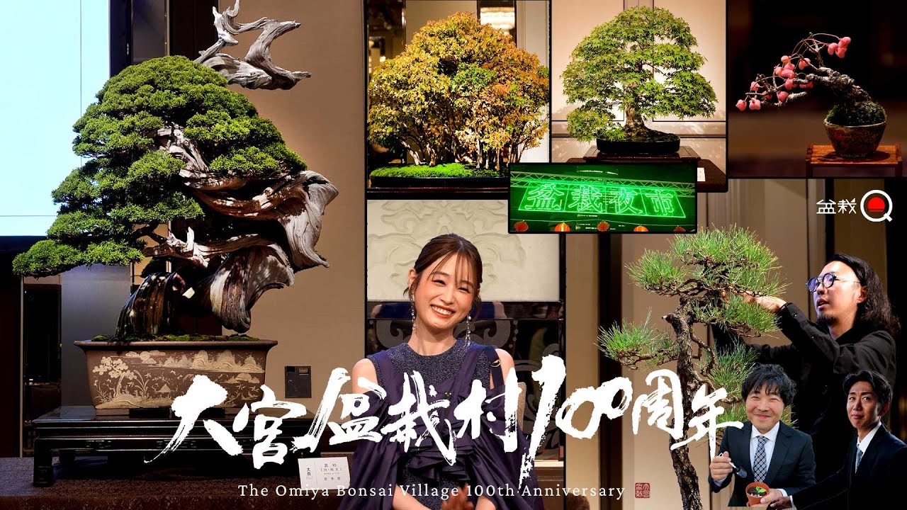 Мы присутствовали на церемонии празднования 100-летия деревни бонсай Омия. [Bonsai Q]