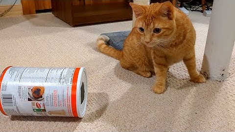 Human thought he fooled the cat, until she figured this out