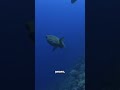 This Animal Is Older Than Dinosaurs