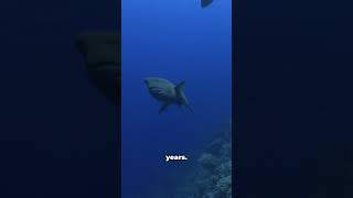 This Animal Is Older Than Dinosaurs