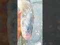 ✅🐠Biggest Catla Fish Ever Caught🐠