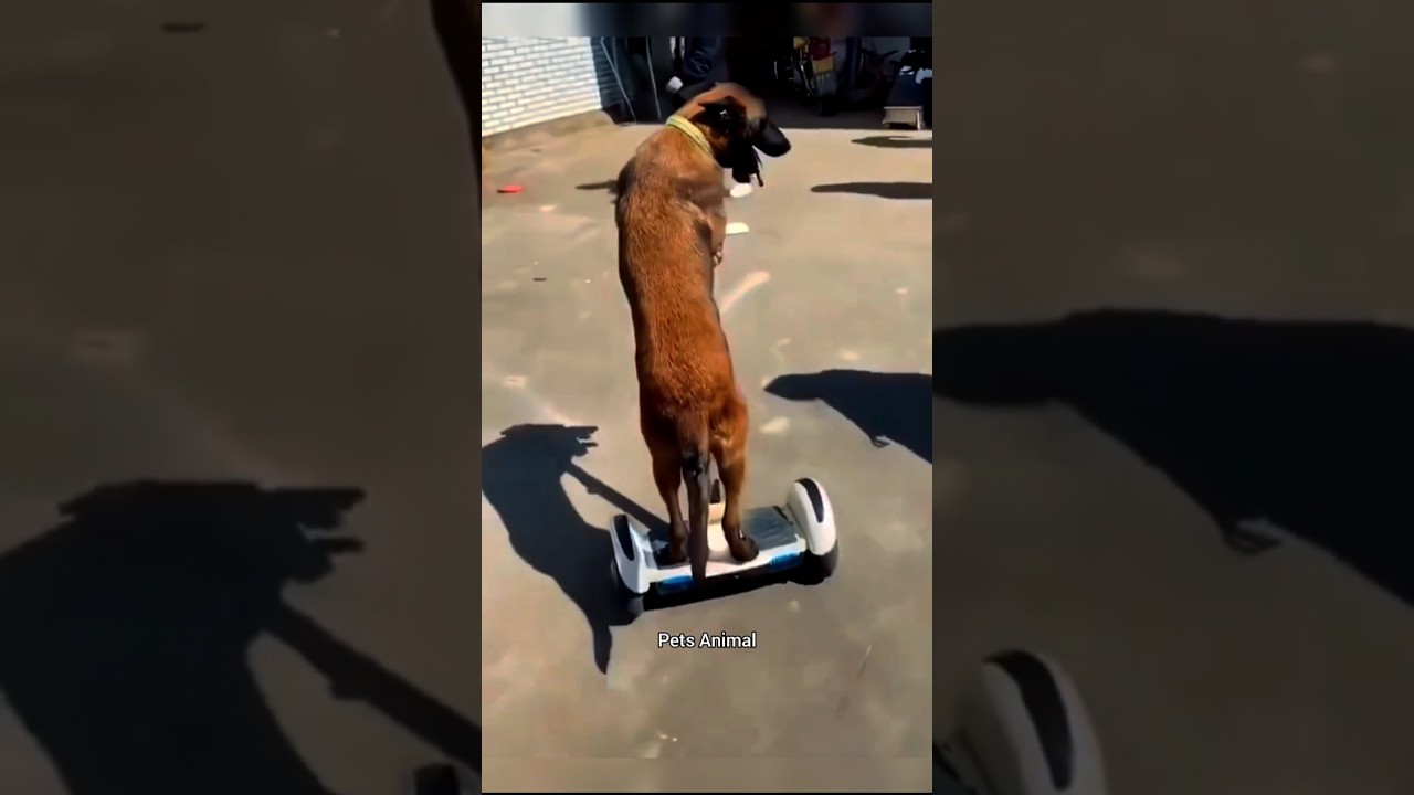 Funny animal video 😂💔 