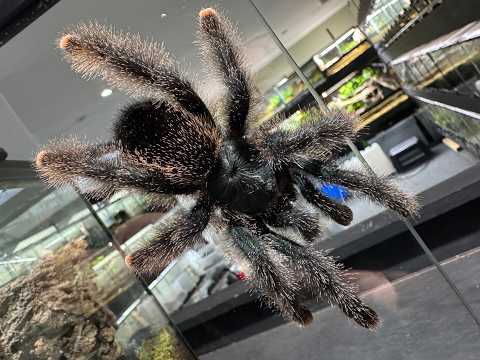 Avicularia metallica, Metallic Pink Toe pairing