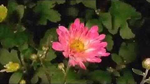 ان الله يدافع عن الذين آمنوا تلاوة عذبة من سورة الحج بصوت خالد الجليل