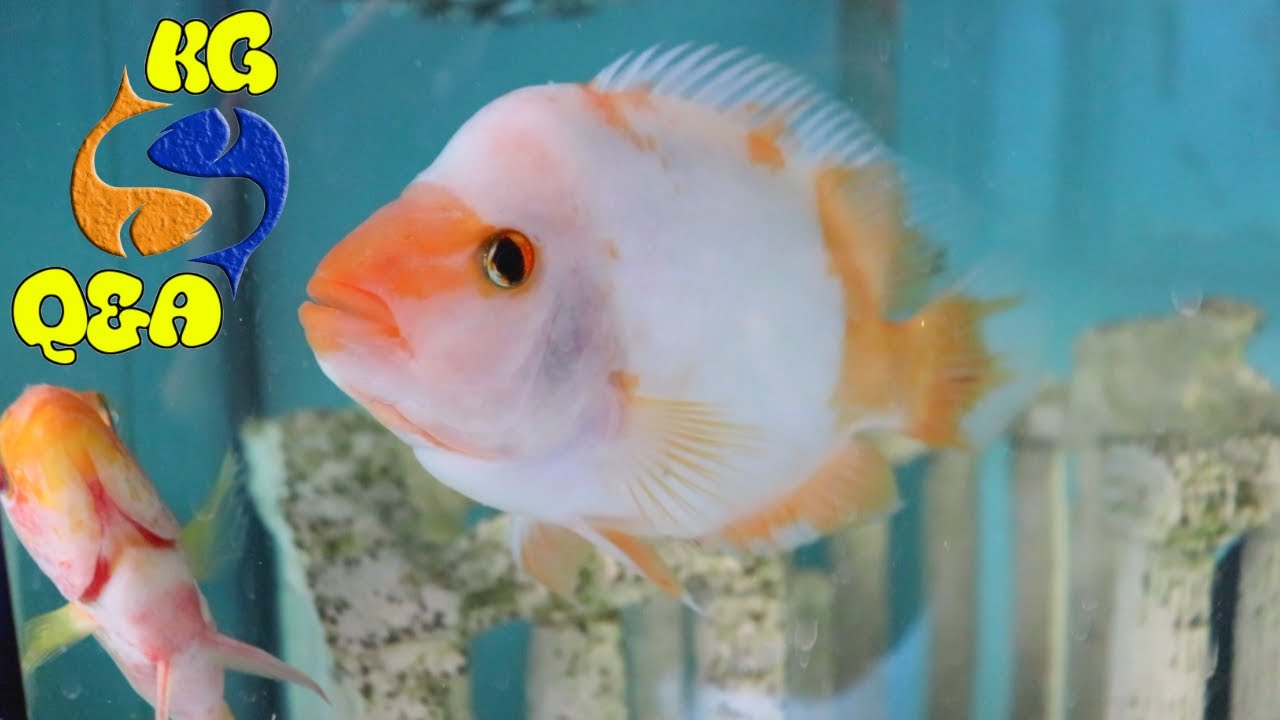 Starting A Fish business? Is Carbon Good For An Aquarium? Fish in a