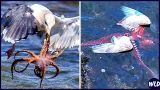 10 Times Animals Messed With The Wrong Opponent