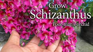 Schizanthus (Poor Man's Orchid). Plant Care. How To Gow Schizanthus Flower.