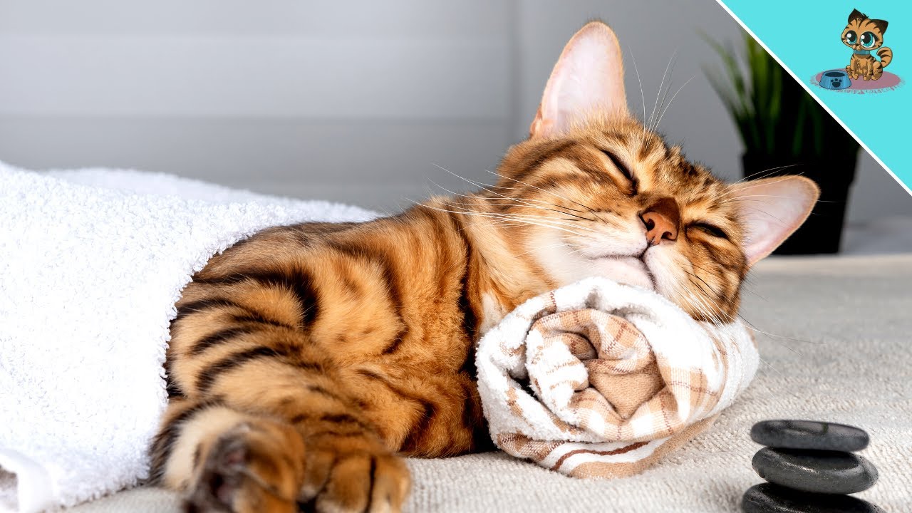 HOW To Give Your Cat A Healthy Massage!