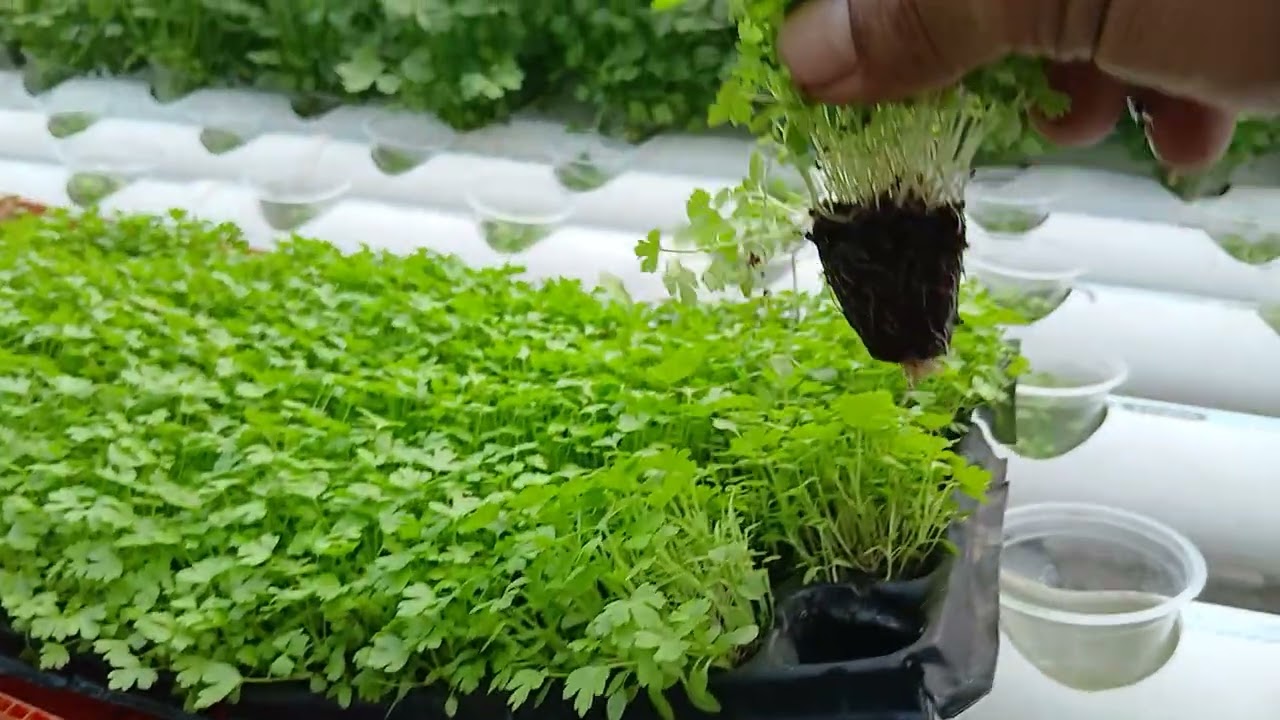 Cara pindah tanam seledri media tanam cocopeat ke sistim tanam  hidroponik NFT 